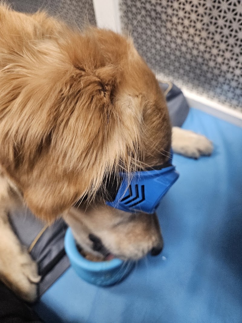 CANINE REHAB of NEW YORK