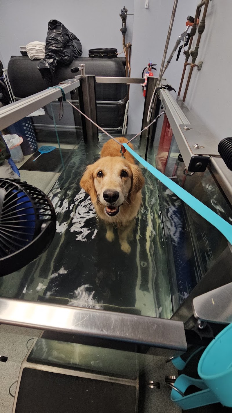 CANINE REHAB of NEW YORK