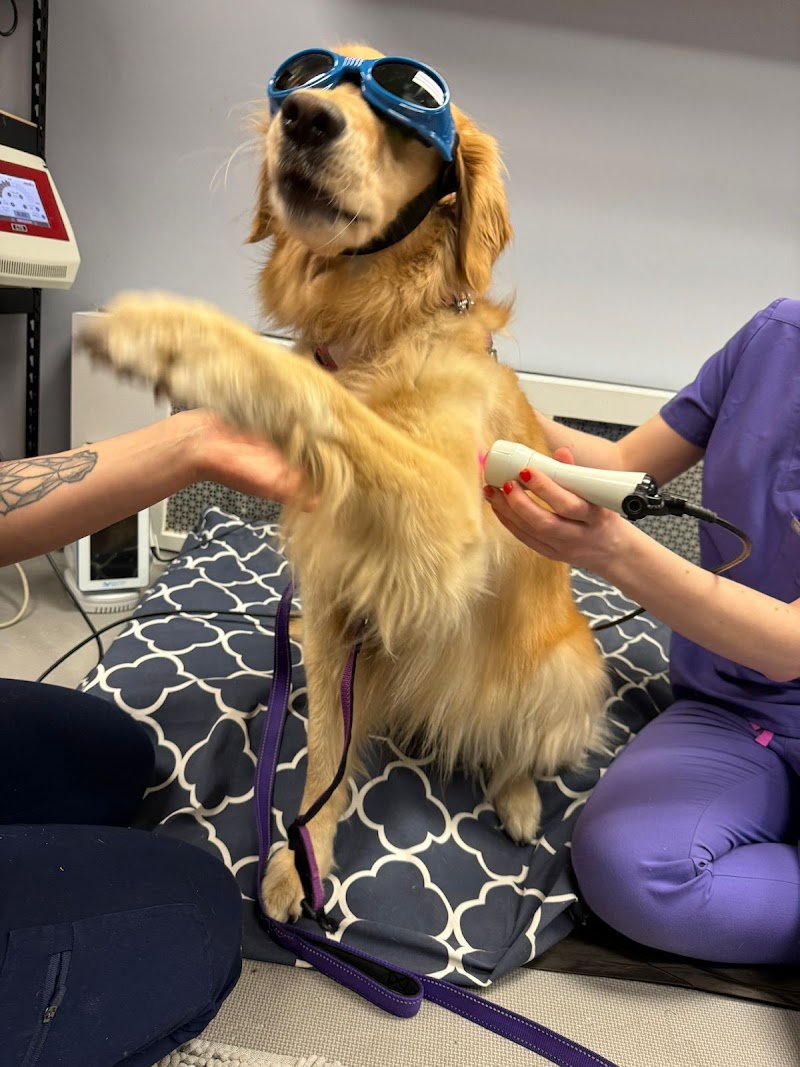 CANINE REHAB of NEW YORK