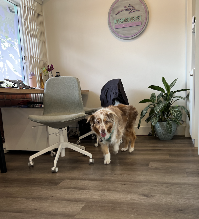 Integrative Pet Wellness Center