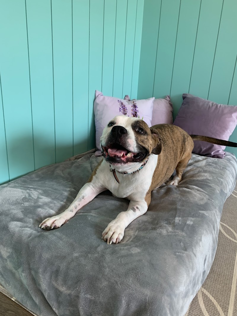 Integrative Pet Wellness Center