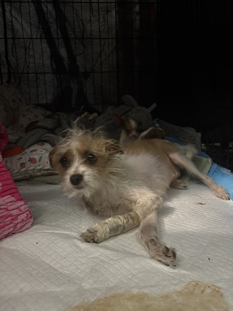 Kinder 4 Rescue Low Cost Pet Clinic
