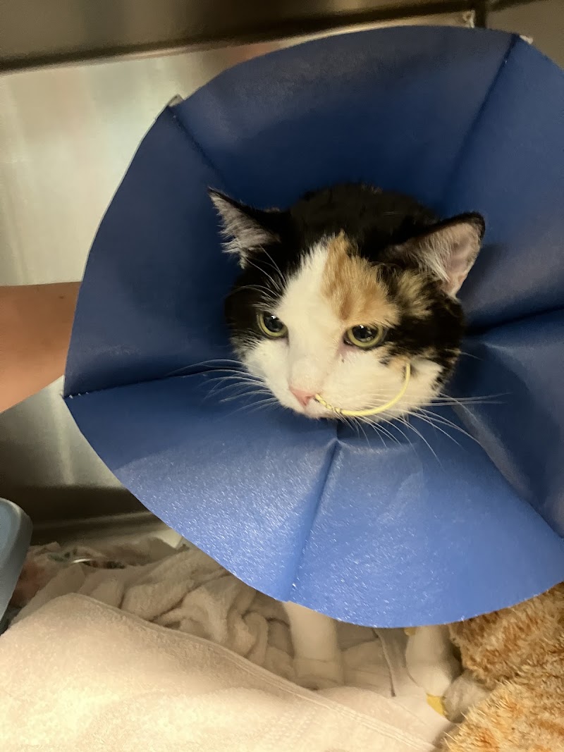 Columbia River Veterinary Specialists