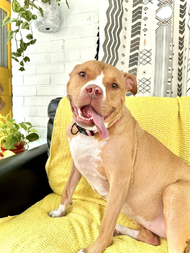 Plainview Veterinary Clinic