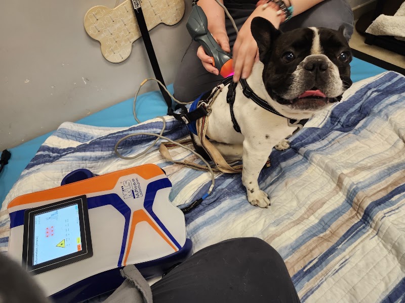 Southeast Veterinary Neurology