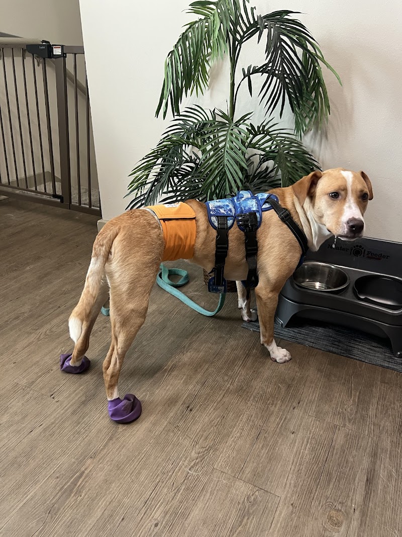 Southeast Veterinary Neurology