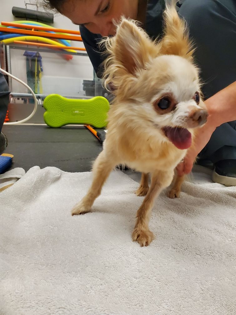 Southeast Veterinary Neurology - Houston
