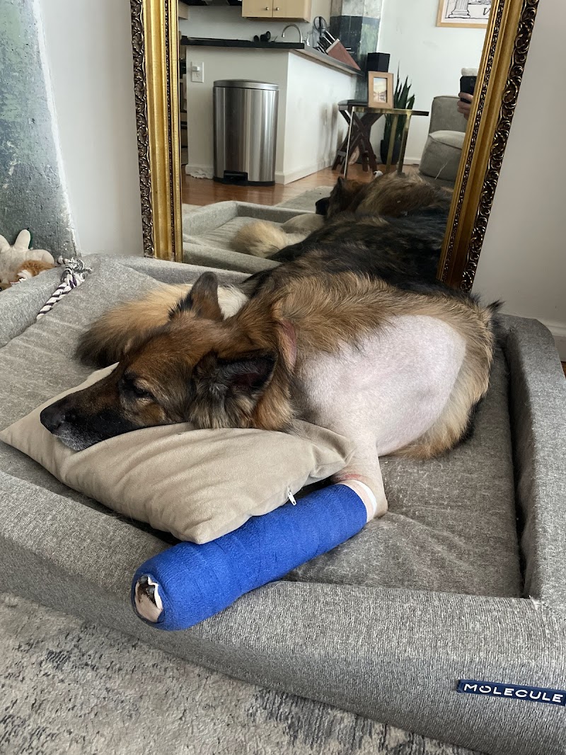 Northlake Veterinary Surgery