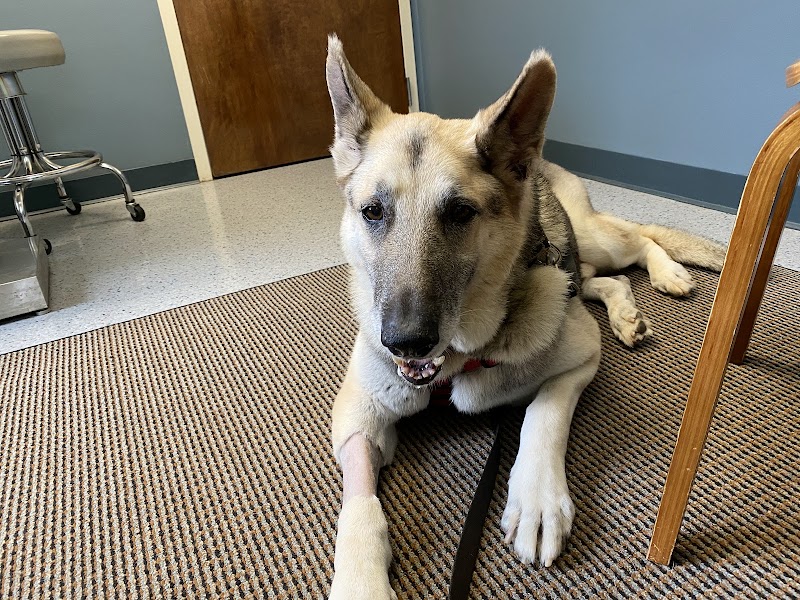Northlake Veterinary Surgery