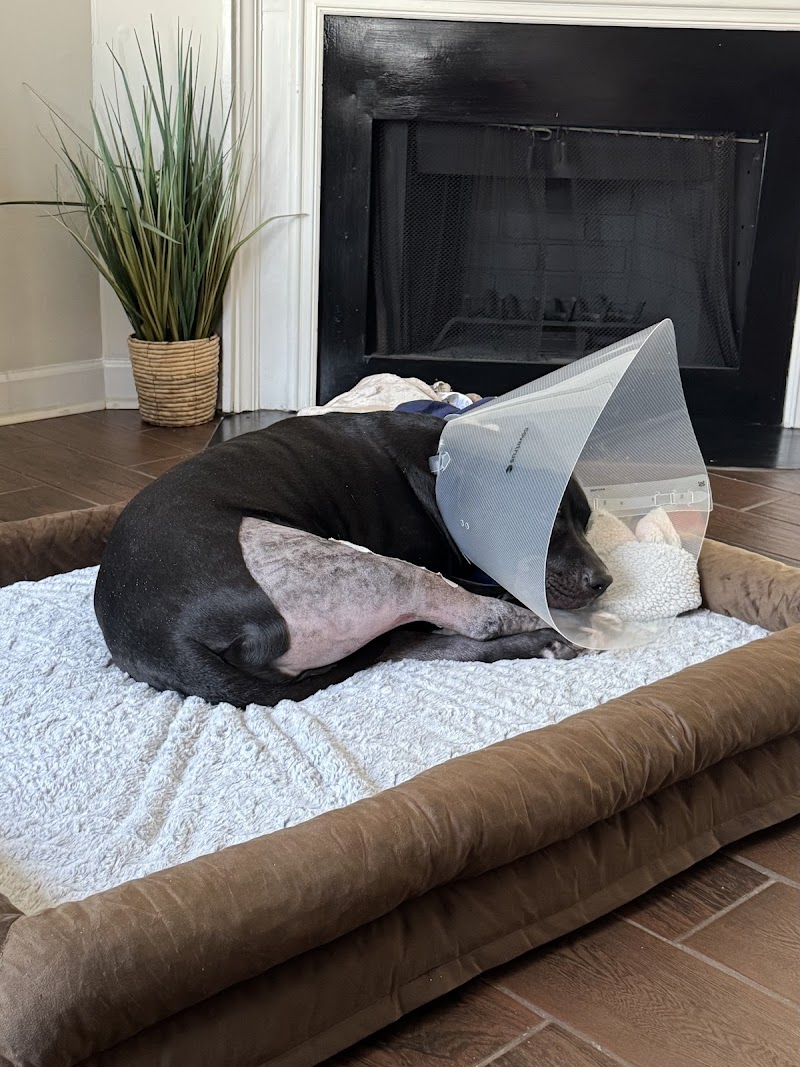 Northlake Veterinary Surgery - Clarkston