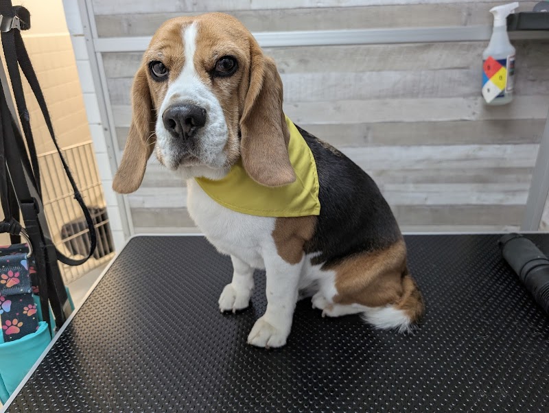 Carlson Animal Hospital, A Thrive Pet Healthcare Partner