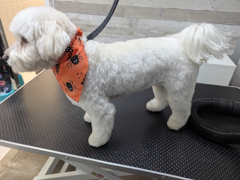 Carlson Animal Hospital, A Thrive Pet Healthcare Partner - Chicago