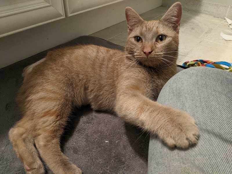 PAWS Spay/Neuter and Wellness Clinic