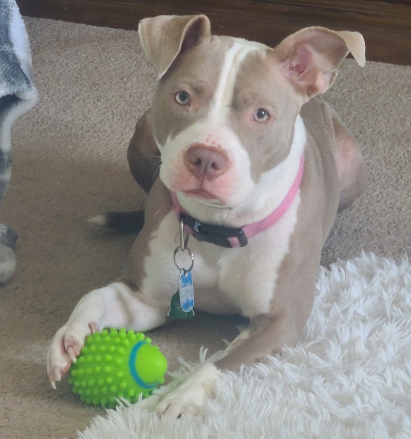 PAWS Spay/Neuter and Wellness Clinic