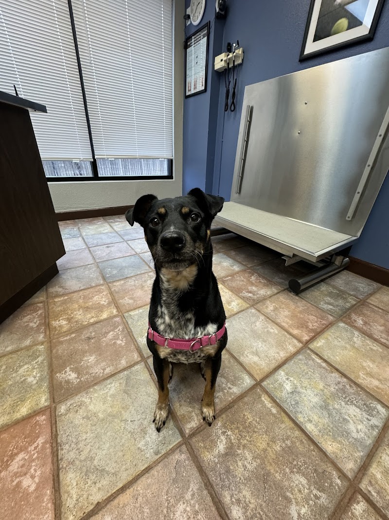 Special Friends Veterinary Clinic & Grooming