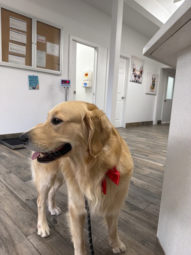 Central Houston Animal Hospital