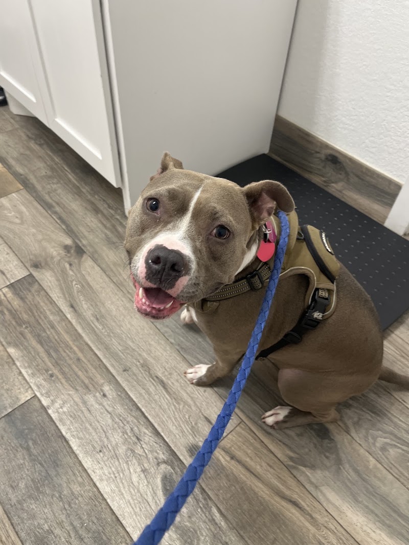 Central Houston Animal Hospital