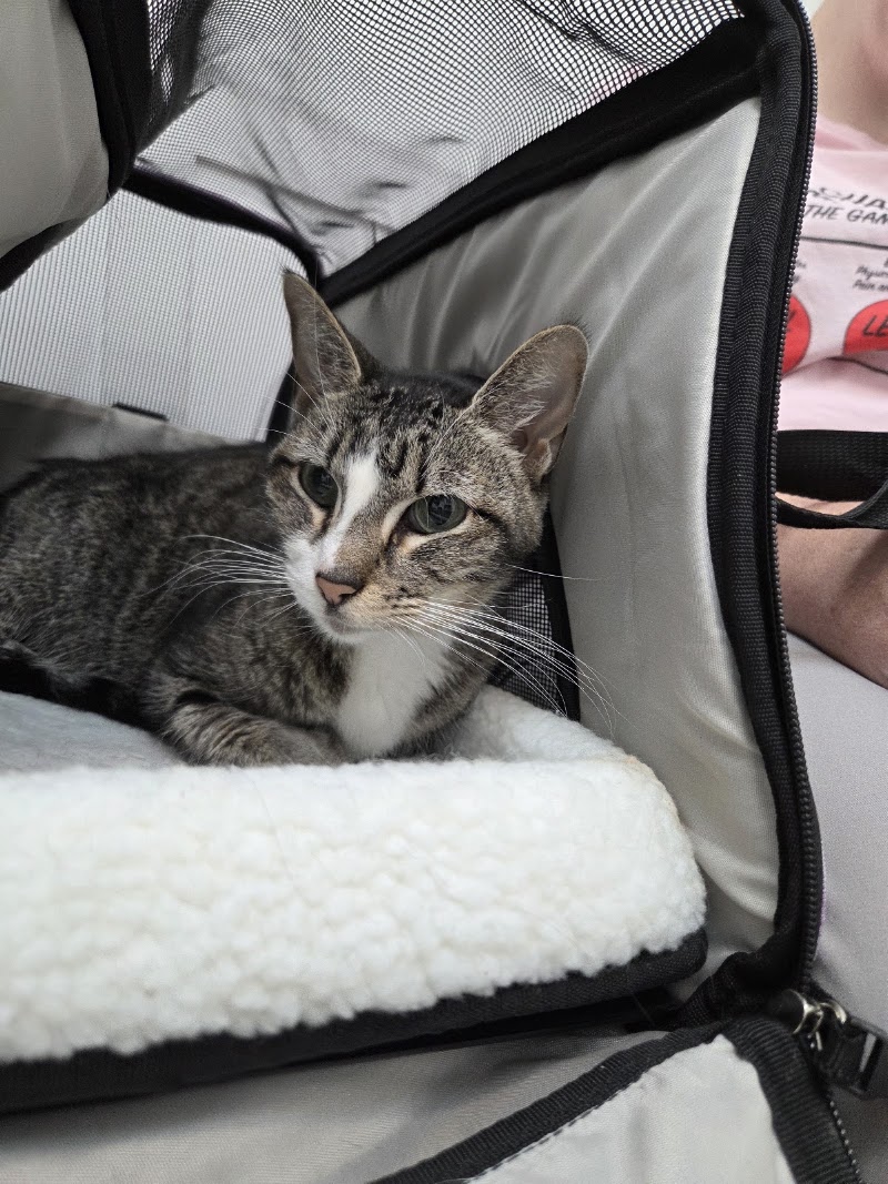 Central Houston Animal Hospital
