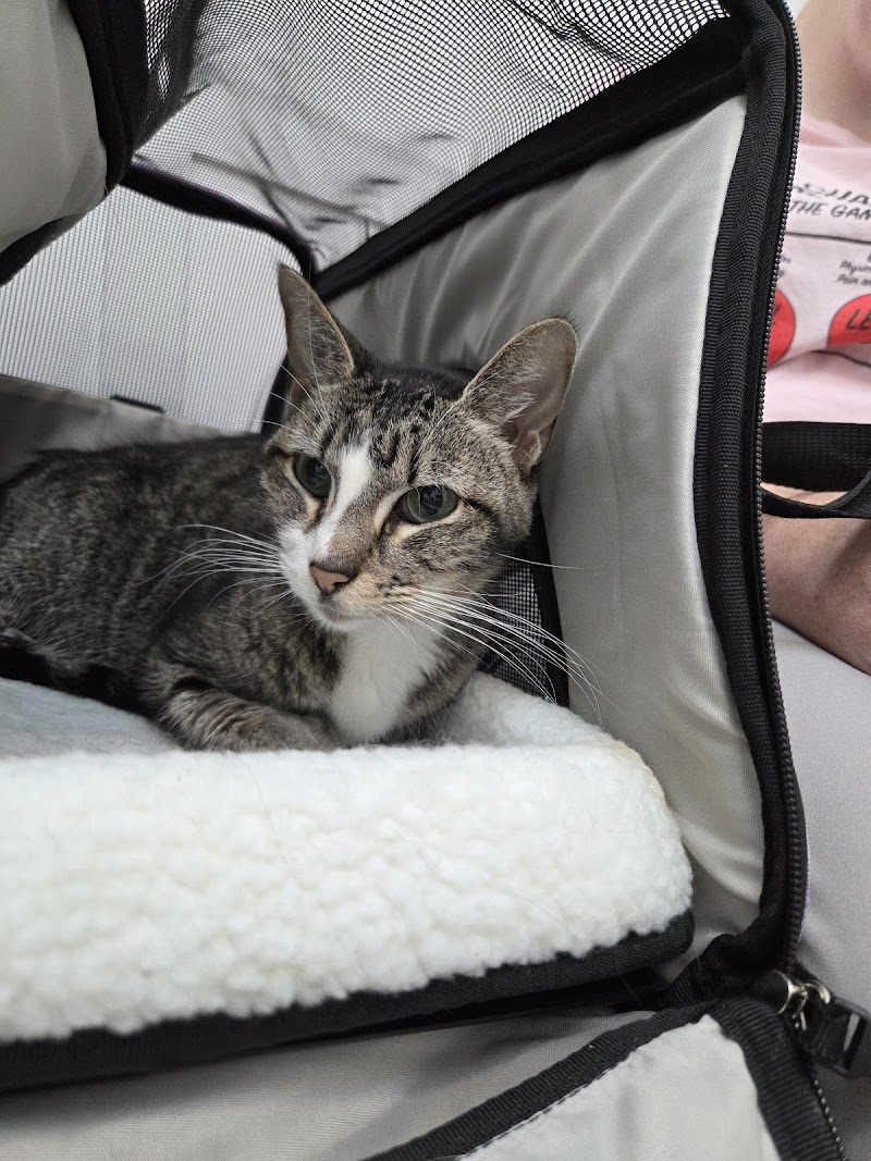 Central Houston Animal Hospital