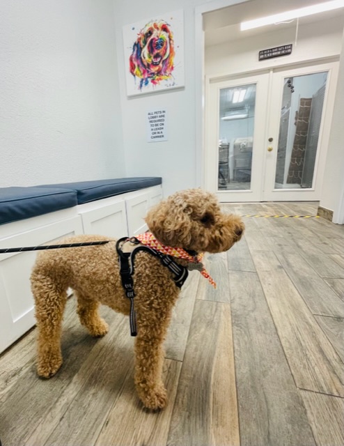 Central Houston Animal Hospital