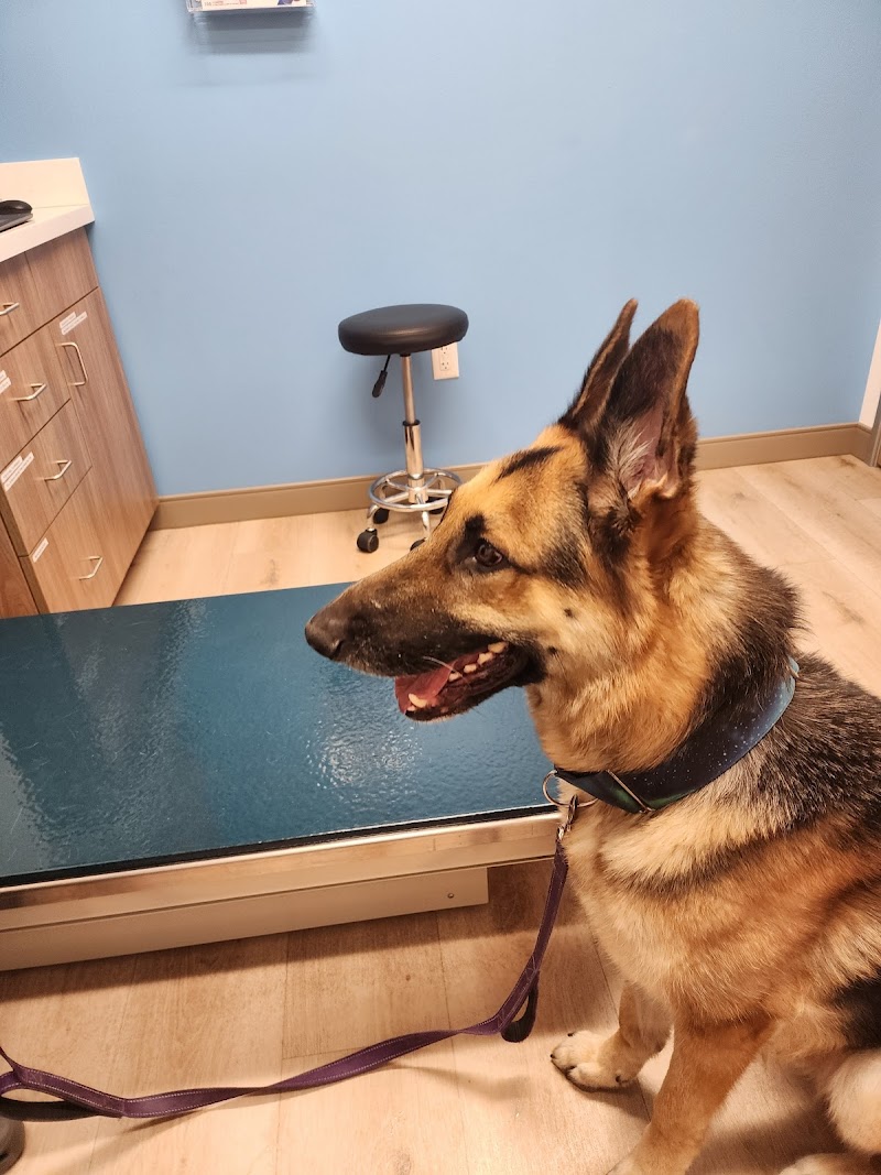 VetCare Animal Hospital