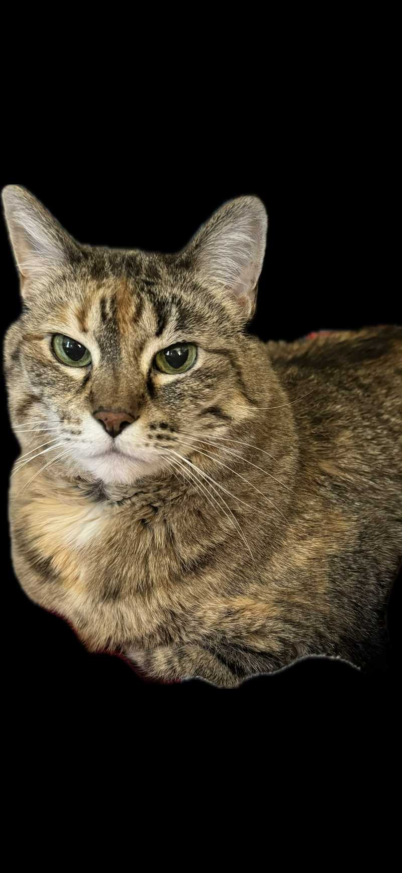 VetCare Animal Hospital