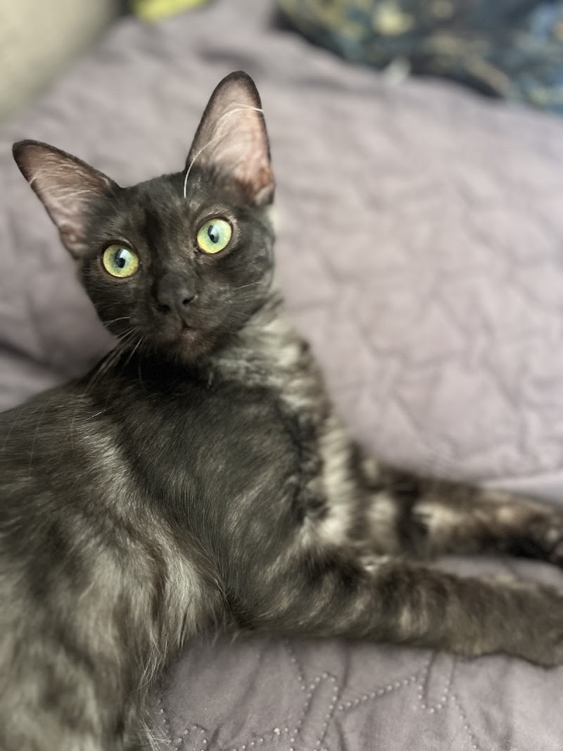 San Diego Veterinary Urgent Care