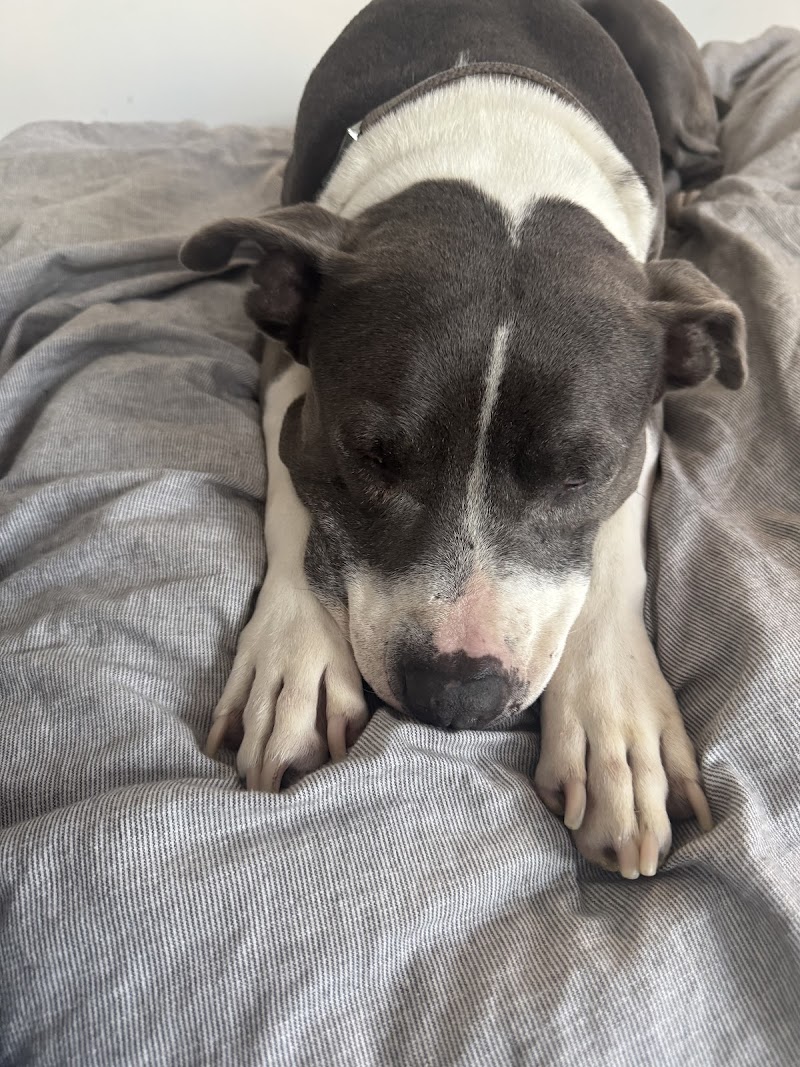 San Diego Veterinary Urgent Care