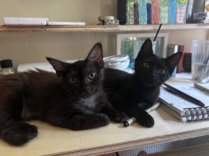 San Diego Veterinary Urgent Care
