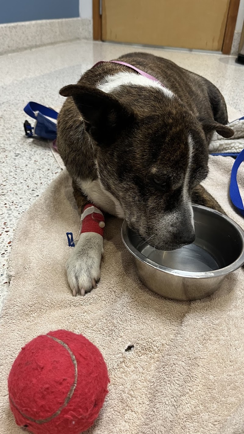 Kitty Hawk Animal Hospital
