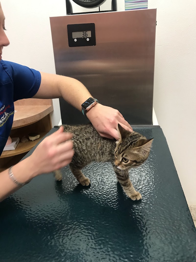 Kitty Hawk Animal Hospital