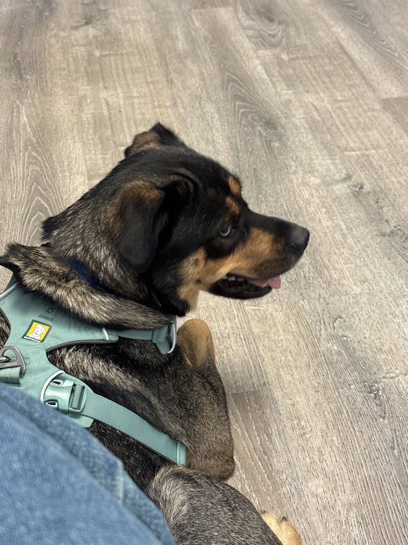 Ocean Ave Veterinary Hospital: Aulakh Parminder DVM