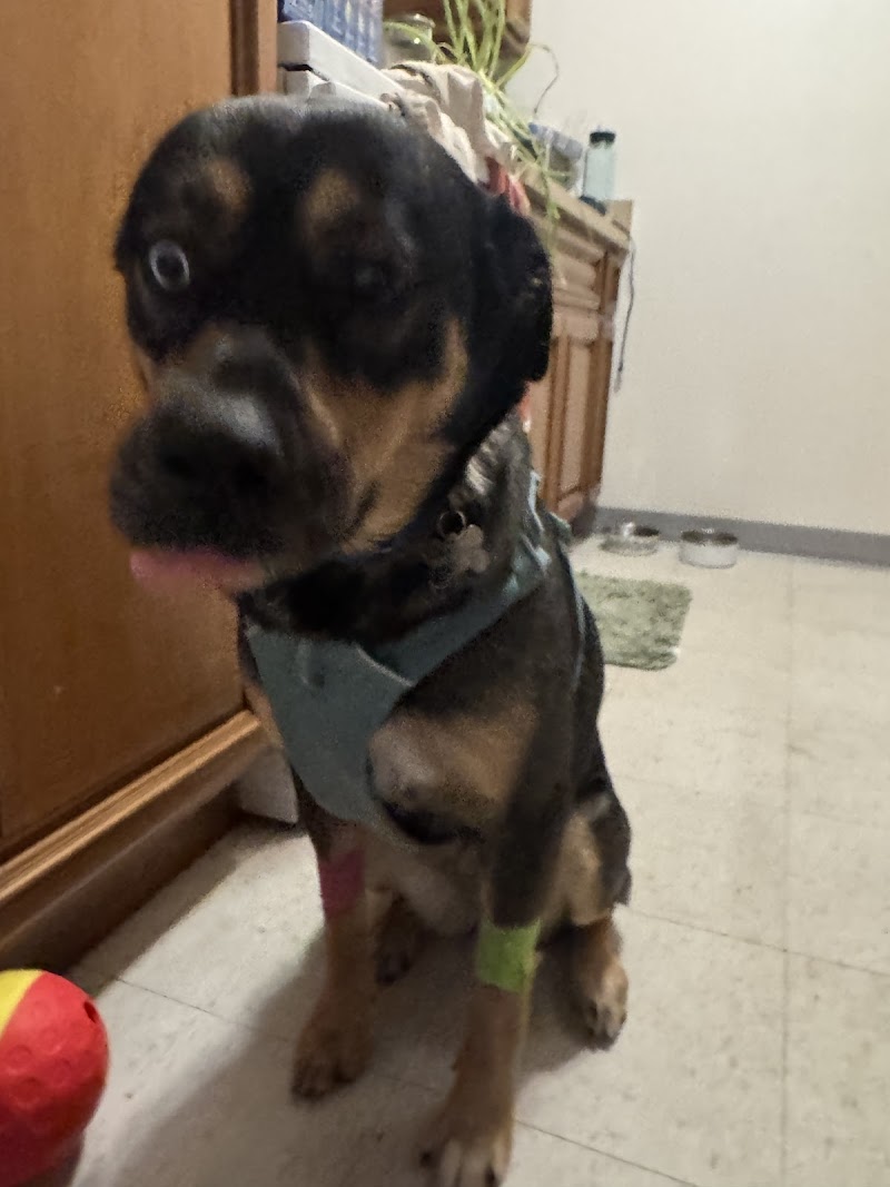 Ocean Ave Veterinary Hospital: Aulakh Parminder DVM