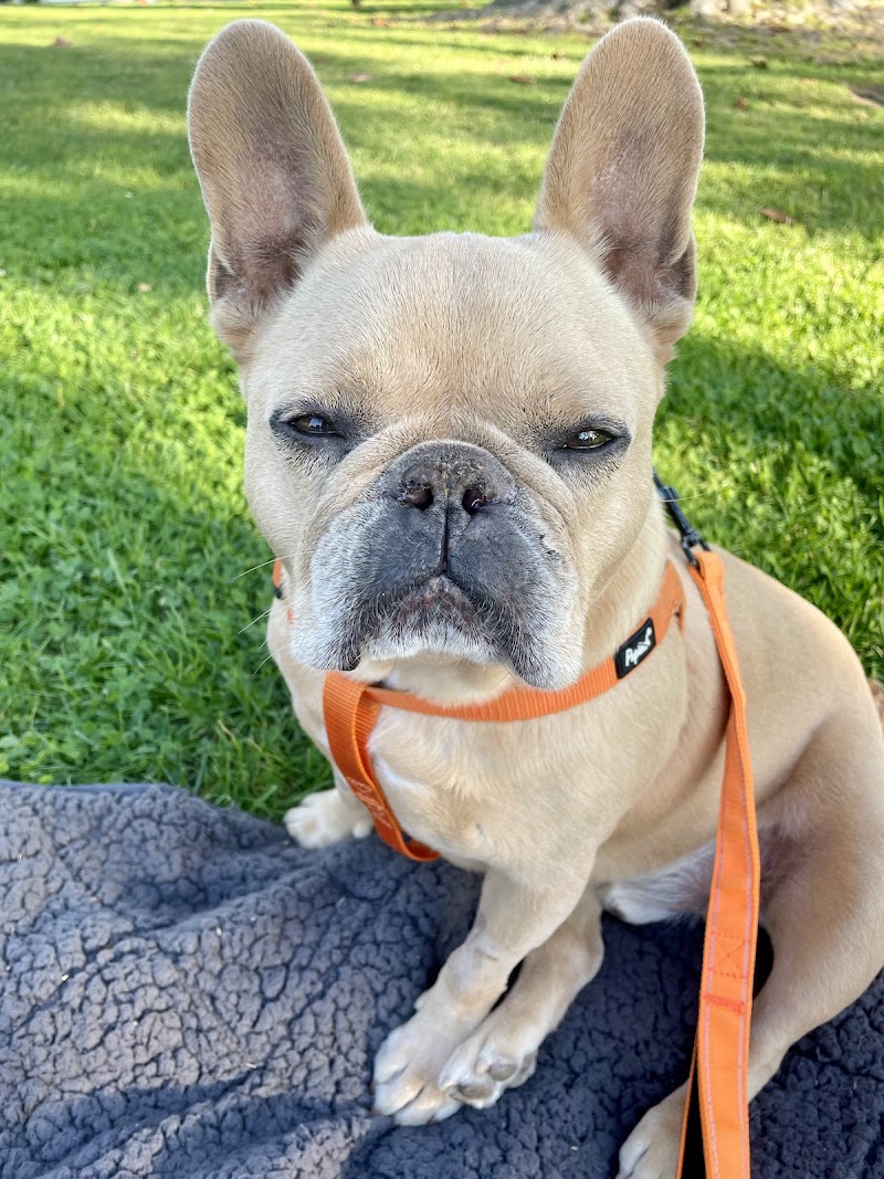 OakVet Animal Specialty Hospital