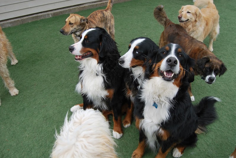 Boyd Lake Veterinary Center