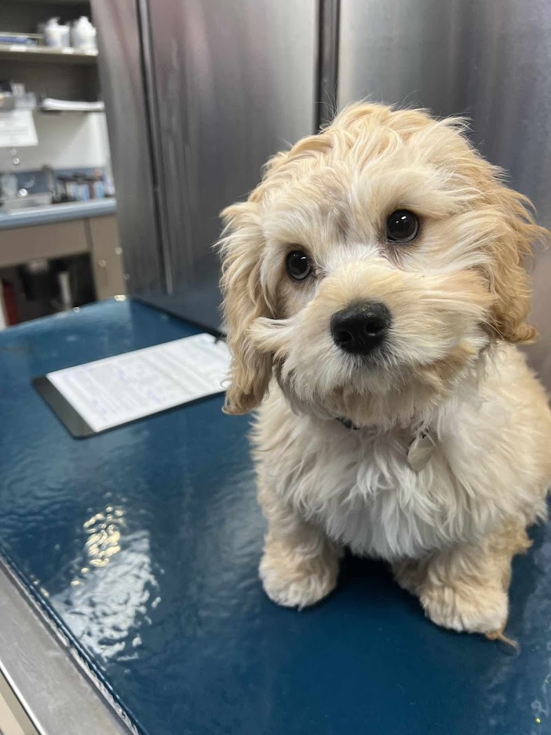 VCA Park Cities Animal Hospital