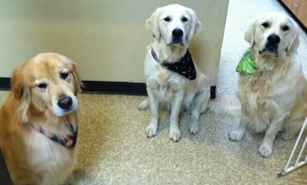 Memorial Town and Country Animal Clinic