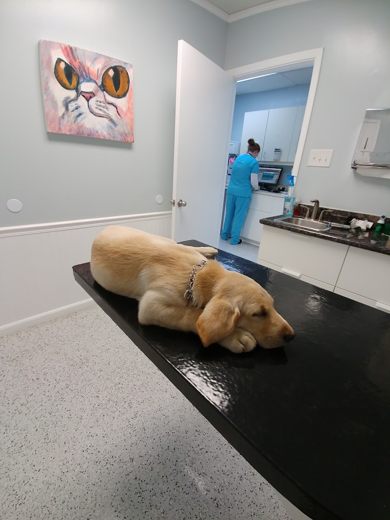 Memorial Town and Country Animal Clinic