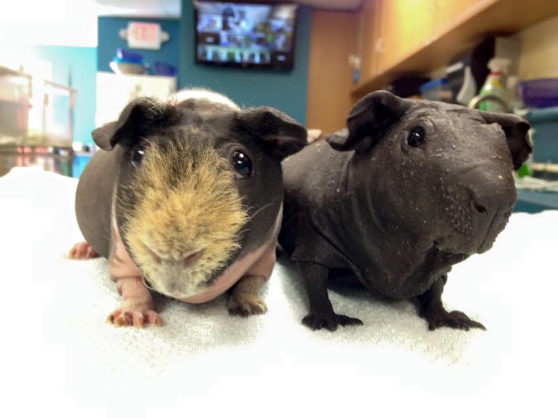 Avian & Exotic Animal Hospital, Inc.