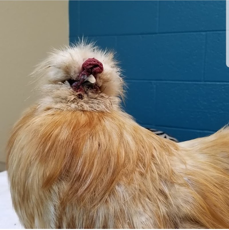 Avian & Exotic Animal Hospital, Inc.