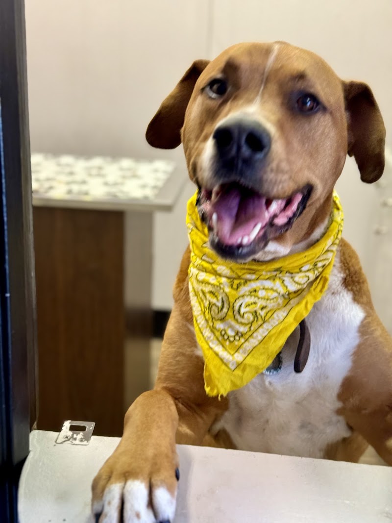 MetroPet Animal Hospital