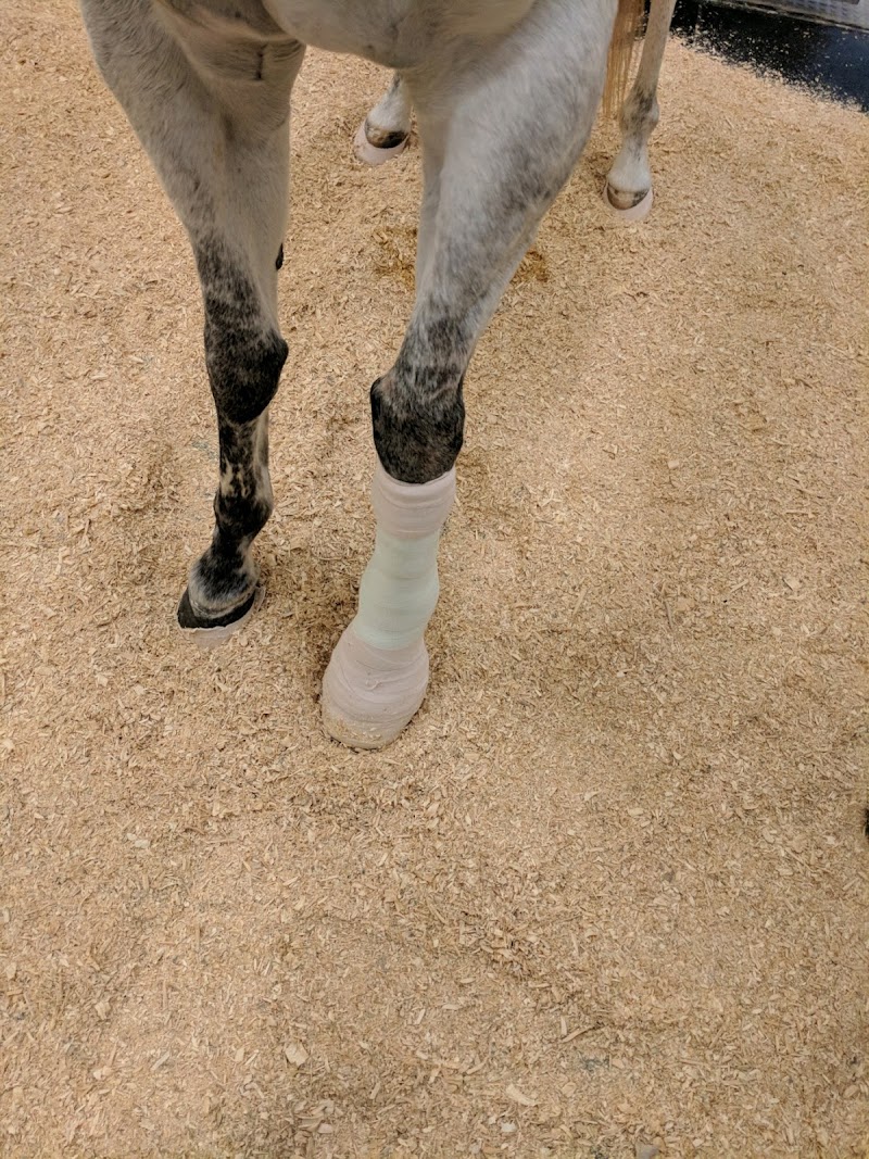 Texas A&M University Veterinary