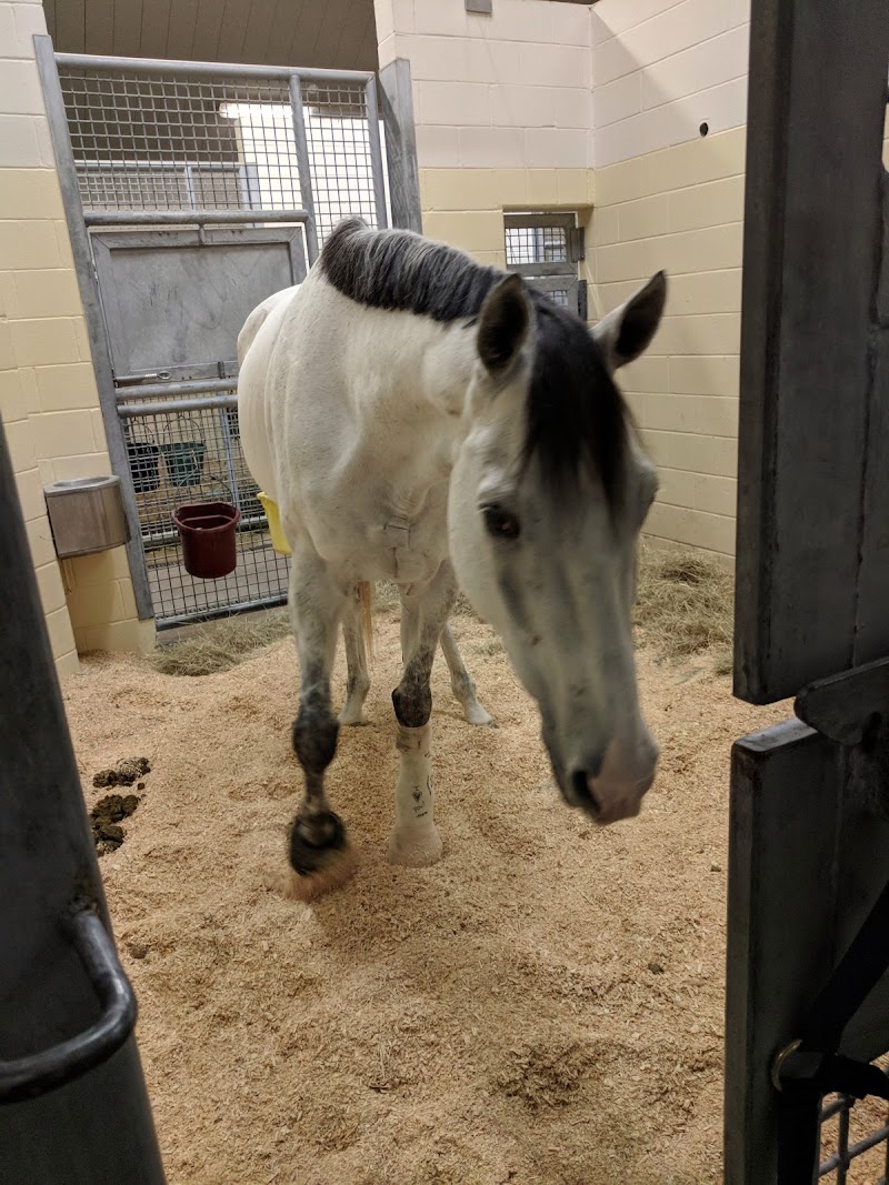 Texas A&M University Veterinary