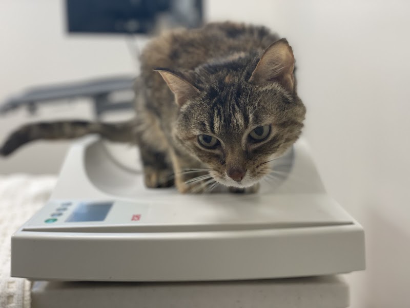 San Francisco Animal Medical Center
