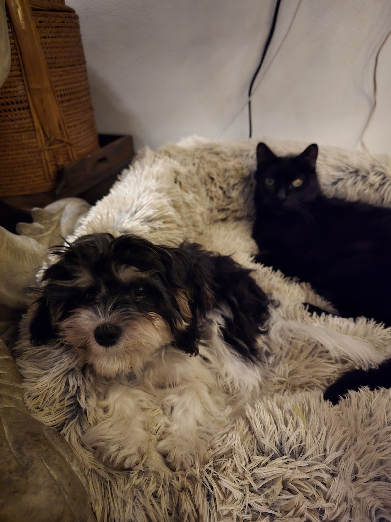 Heart of Chelsea Veterinary Group - Hell's Kitchen
