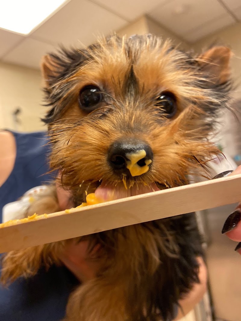 Heart of Chelsea Veterinary Group - Hell's Kitchen