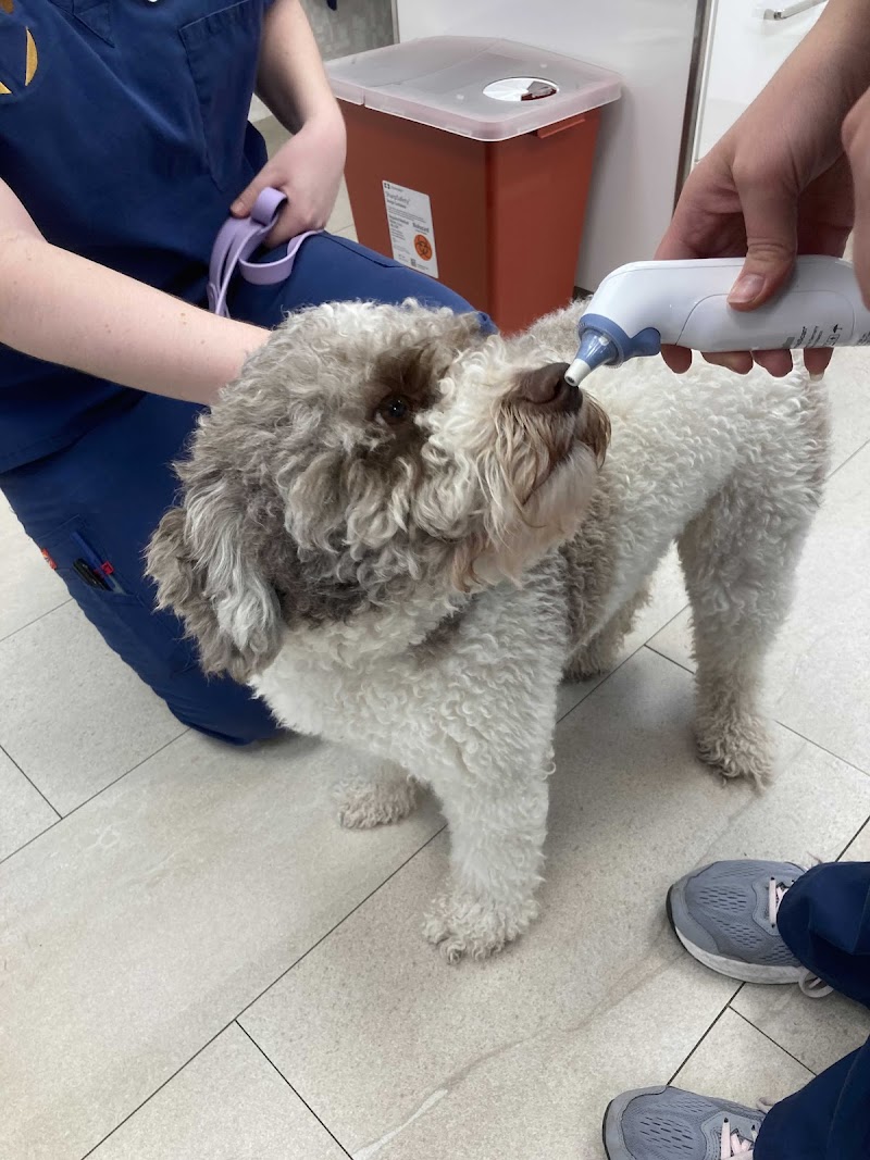 Heart of Chelsea Veterinary Group - Hell's Kitchen