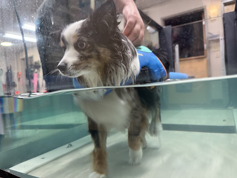 Vet-REC: Veterinary Rehabilitation & Exercise Clinic of the Carolinas