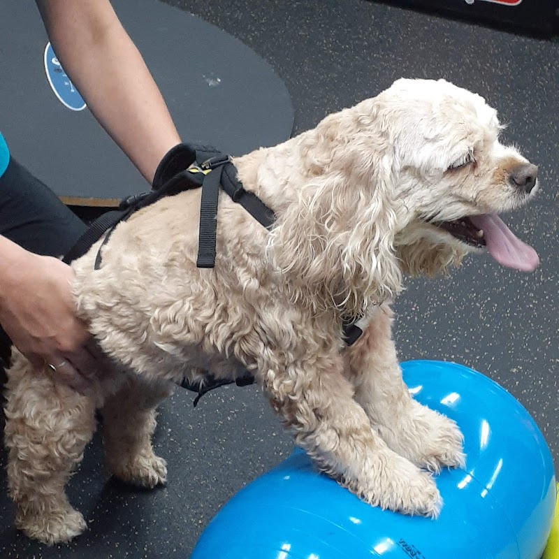 Vet-REC: Veterinary Rehabilitation & Exercise Clinic of the Carolinas