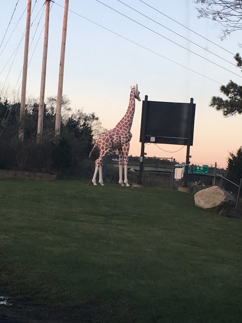 Cape Cod Veterinary Specialists